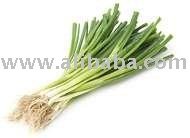  Spring   Onion s