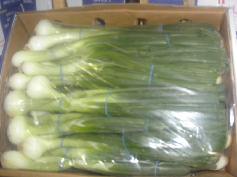 fresh  spring   onion 