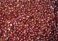 Fresh Red Onion Shallot