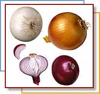  Egyptian   Onion 