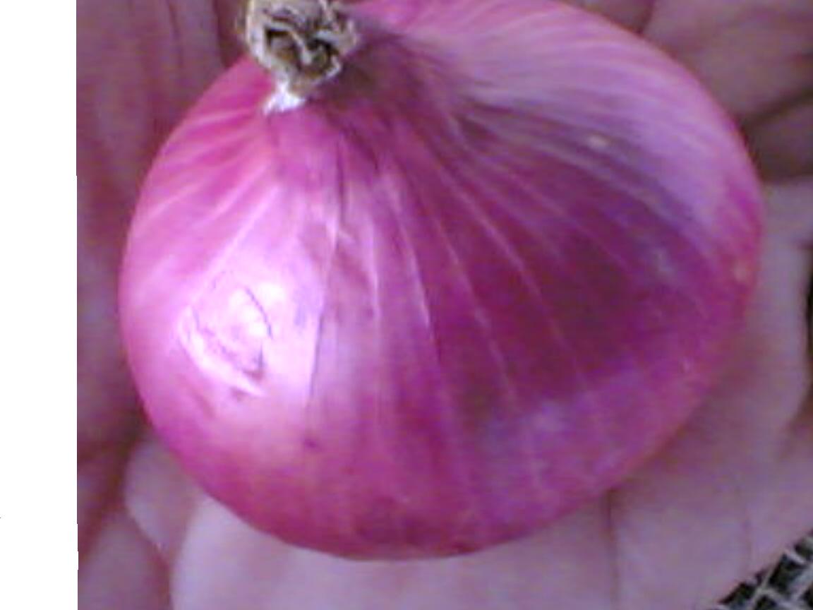 Onions