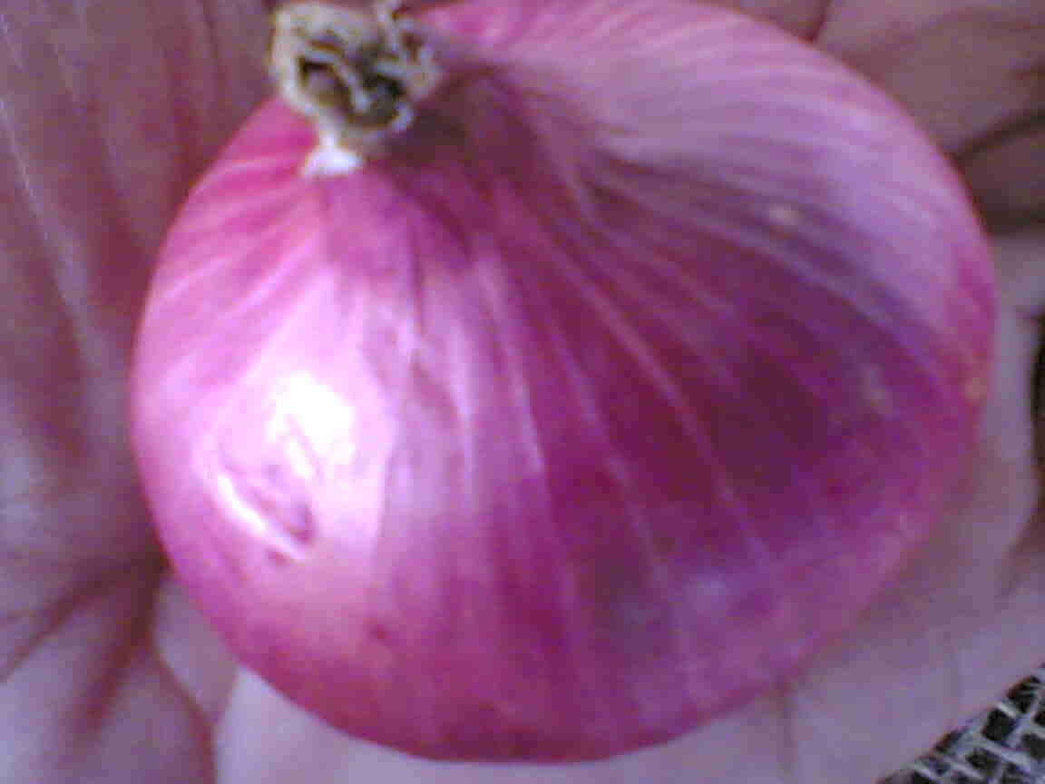 Onion
