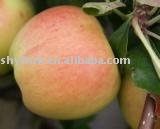 quality red fuji apples