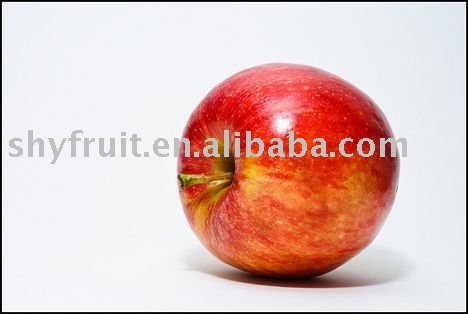 chinese fresh apple(HOT!!!)