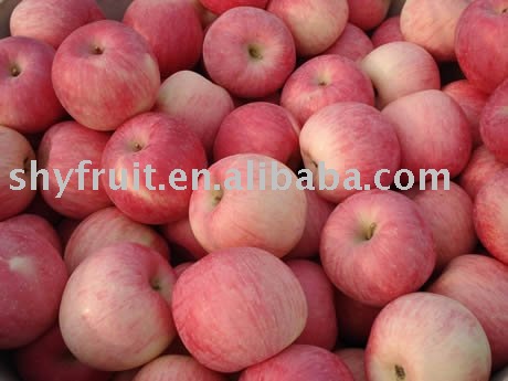 supply shaanxi fuji apple