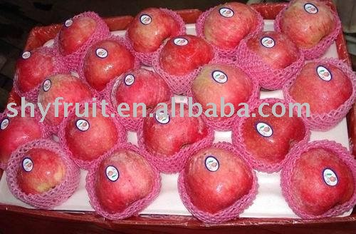 shaanxi fuji apple (top sale!!!)