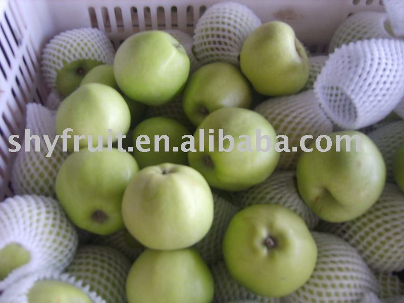 supply fresh  gala   apple ( gala  on sale now)