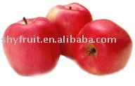 supply chinese red fuji apple(top sale)