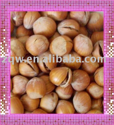 Dried Filbert in Bulk