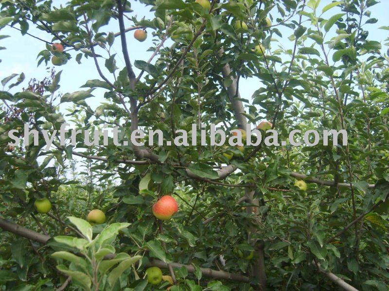 gala apple(Top sale!!!)