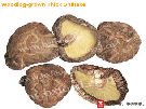 Dried mushroom