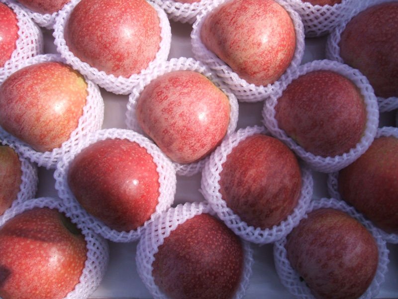new jiguan apple