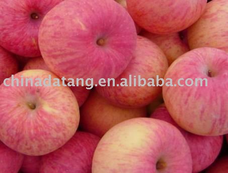 fresh fuji apples 2010