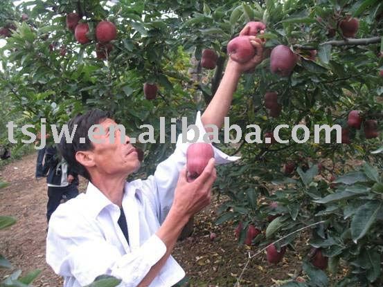 tianshui huaniu apple