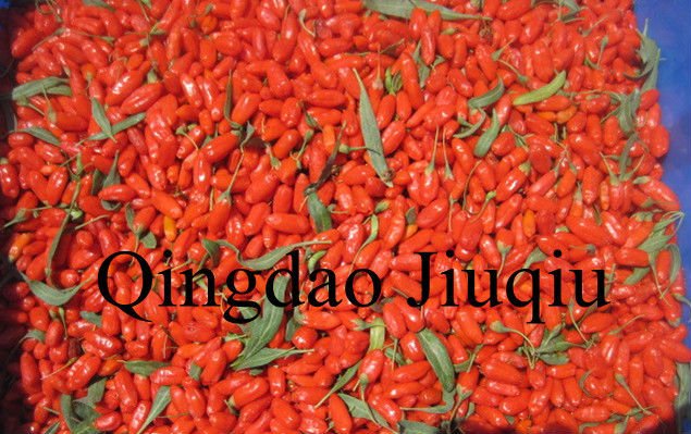 china wolfberry fruits
