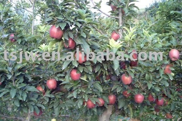 Tianshui huaniu apples