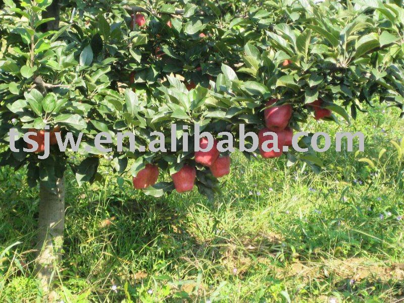 organic food red huaniu apple fruit