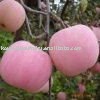 Fresh Apple Delicious