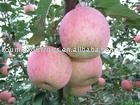  Fresh   Red   Delicious  Apple