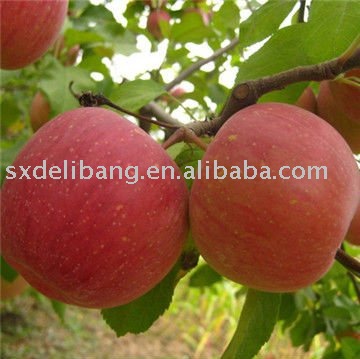 red  fuji  apple