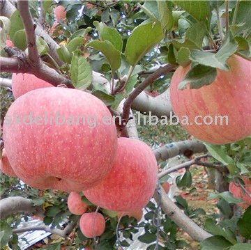  chinese   fresh   red   fuji   apple  fruit