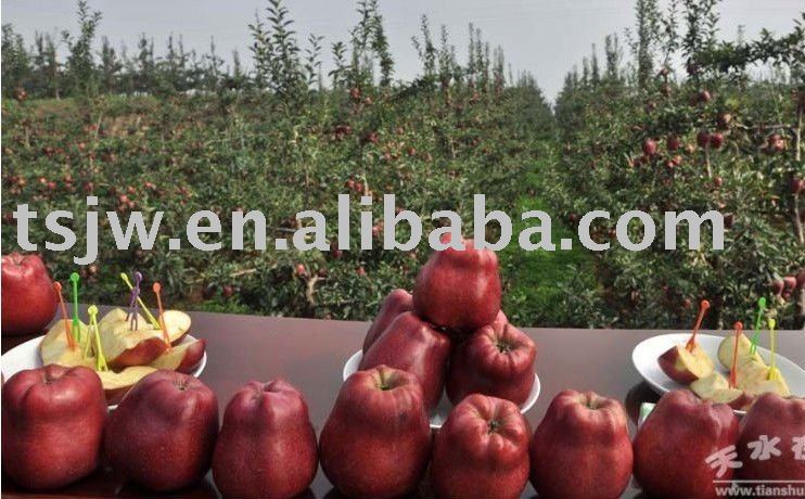 huaniu apple likes washington APPLE