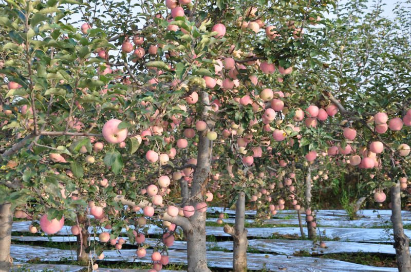 sweet paper bagged fuji apple China Manufacturer