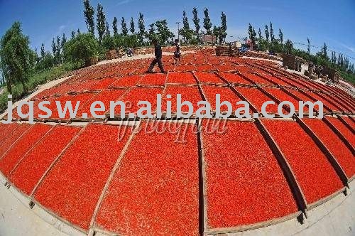 dried chinese medlar fruits