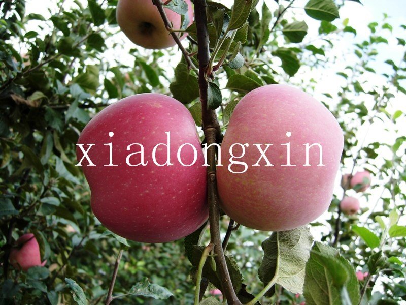 red chinese apple