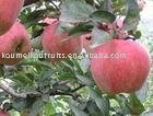 Fresh Delicious Red Star Apple