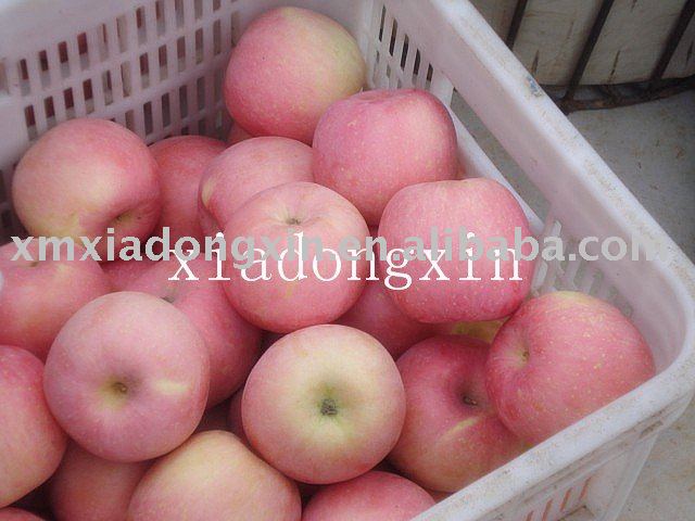 hotsell  red fuji apple