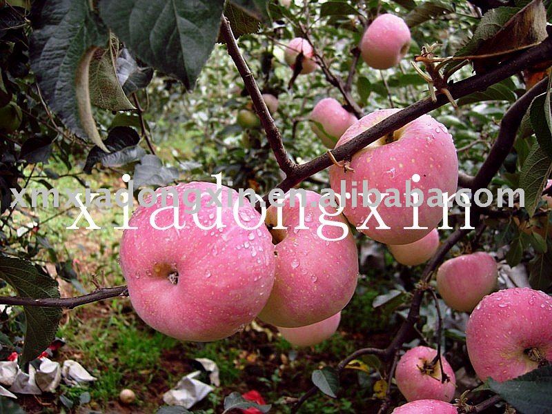 red fuji apple