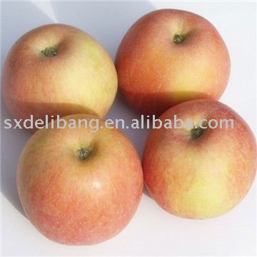 Shaanxi red  fuji apple