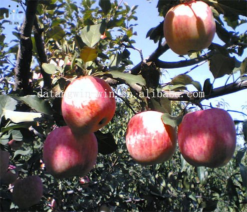 Nutritive  Apple