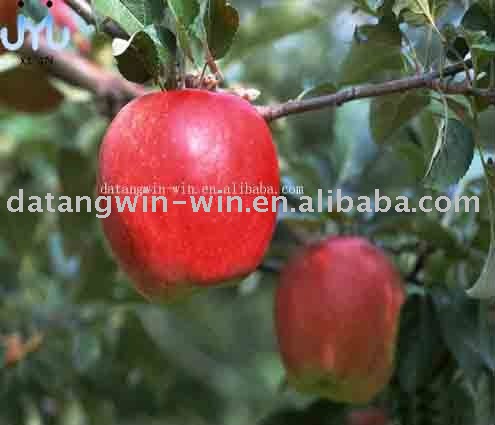 Fuji  Apple