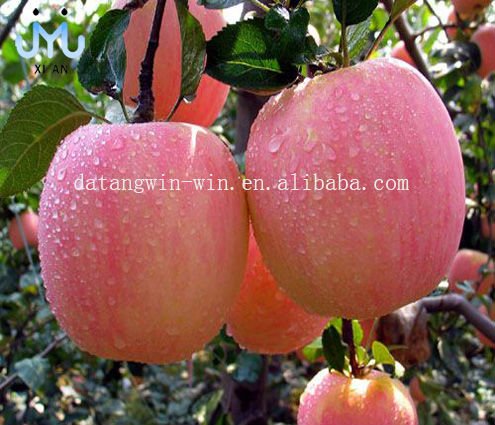 Fresh  Apple