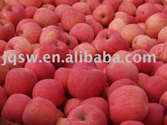 sell shandong product fresh fuji apple