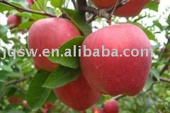 Seductive Red Fuji Apple From Yantai China