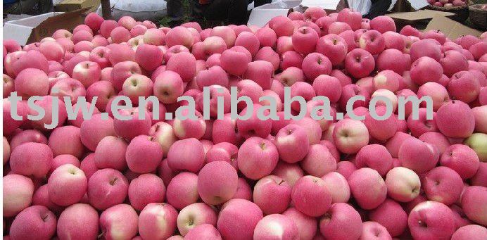 2011 fuji apple fruit