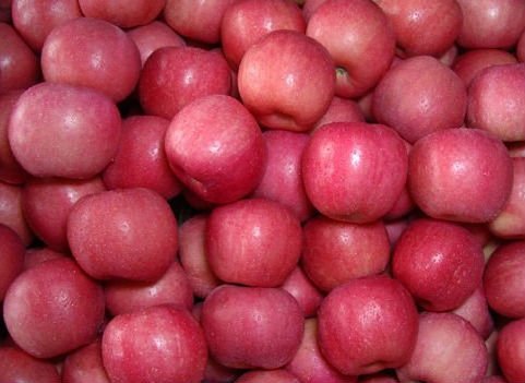 chinese fuji apple  top  quality