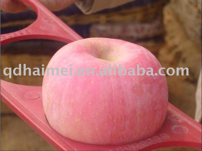 fresh fuji apple top quality