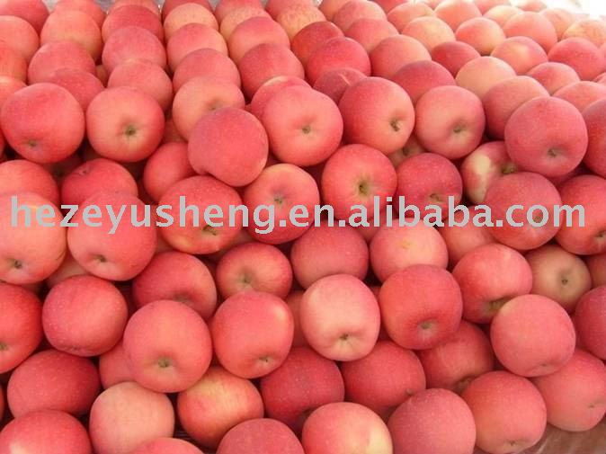 shandong fresh fuji apple approvrd by haccp