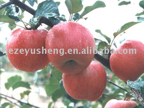 fresh fuji apple approved by haccp and gap