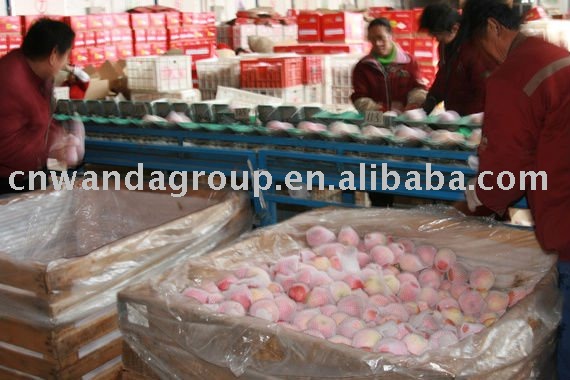 Chinese Yantai fresh red Fuji apple direct supplier