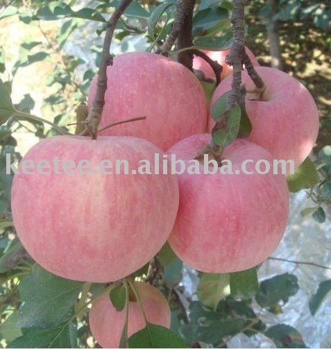 chinese fresh red fuji apple juicy and crispy sweet