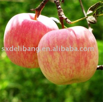 Shanxi fresh red fuji  apple