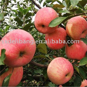 Chinese fresh red  fuji apple