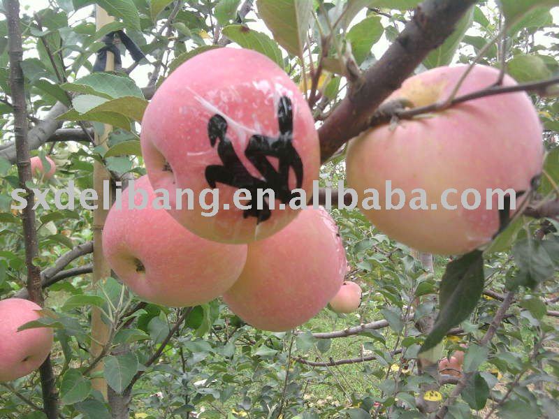 CHINESE FRESH RED FUJI APPLE PRODUCTS
