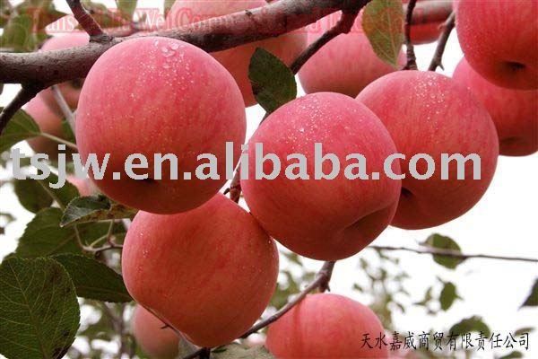 2011 fresh Fuji apple