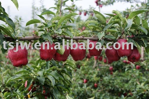 2011 hua niu apple